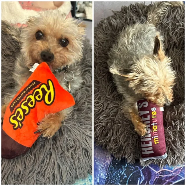Selbst der Hundi unserer Kollegin Chrissie ist von den amerikanischen Süßigkeiten schwer begeistert 😆.....( ist natürlich nur Hundespielzeug im Reese's und Hershey's Design)
..... ist das nicht süüüüüß 🥰

#pcicebox #oberasbach #conceptstore #americanshopping #usstore #ussupermarket #computerprofis #hershey #reeses
